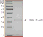 Product Element Image